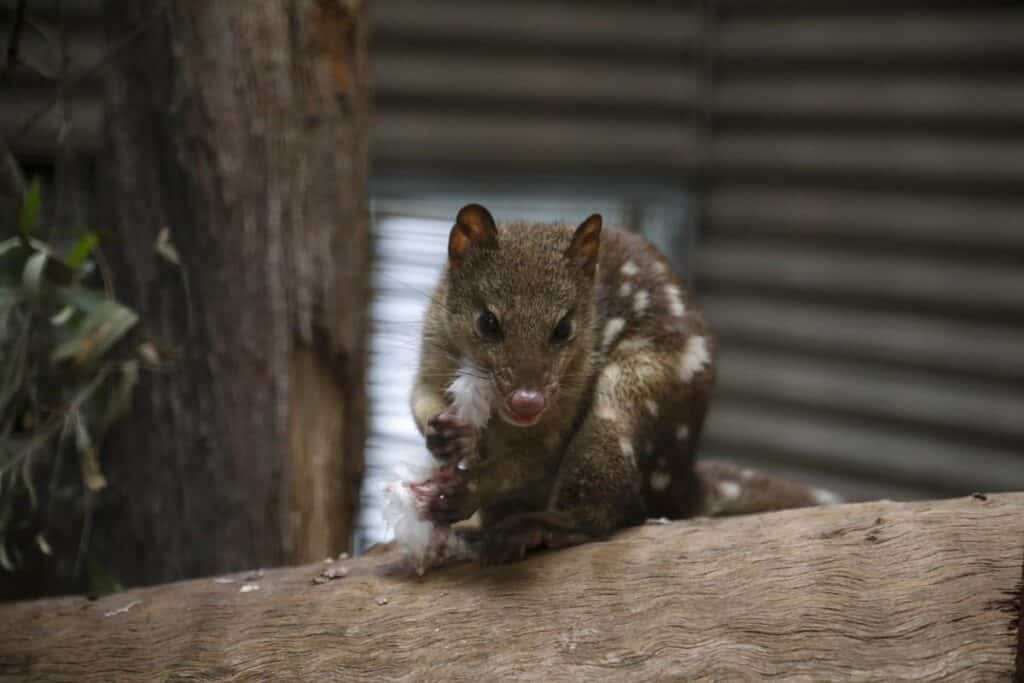 Mac the spotted-tail quoll at Alexandra Park Zoo.
mac the quoll