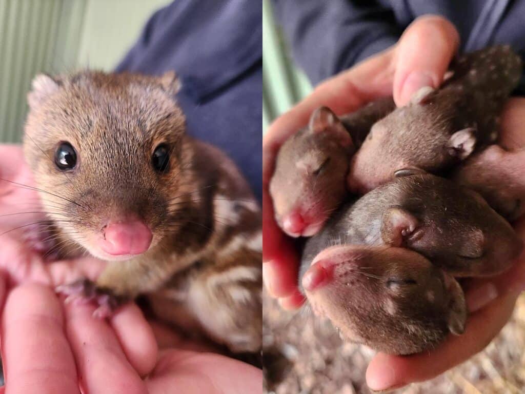 Mac as a baby at Halls Gap Zoo