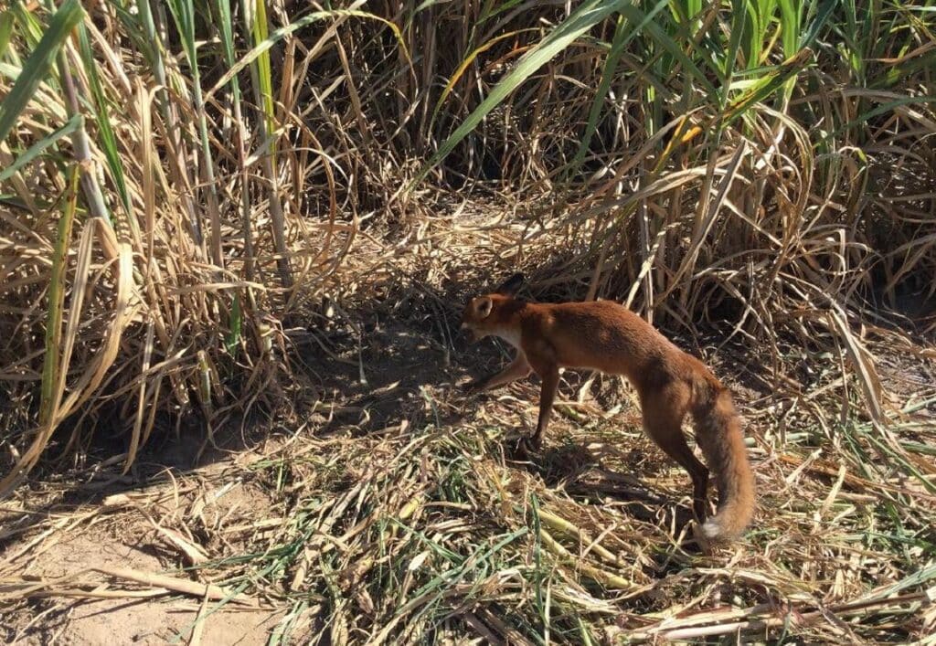 A male fox trapped on a cane farm near Fairymead.

