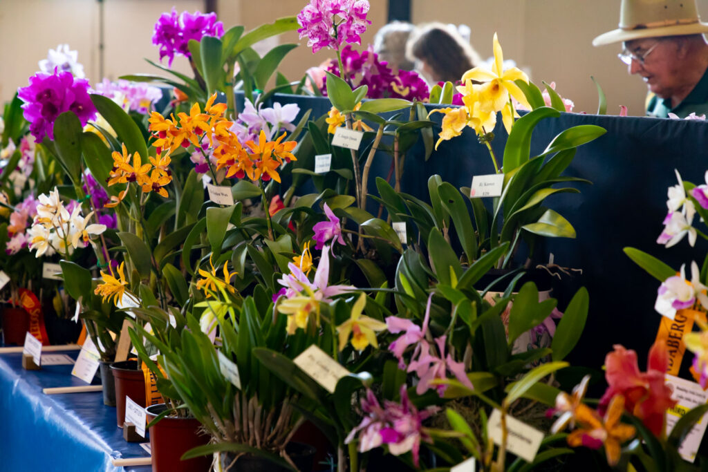 Bundaberg Orchid Society's annual show. Civic Centre, Bundaberg.