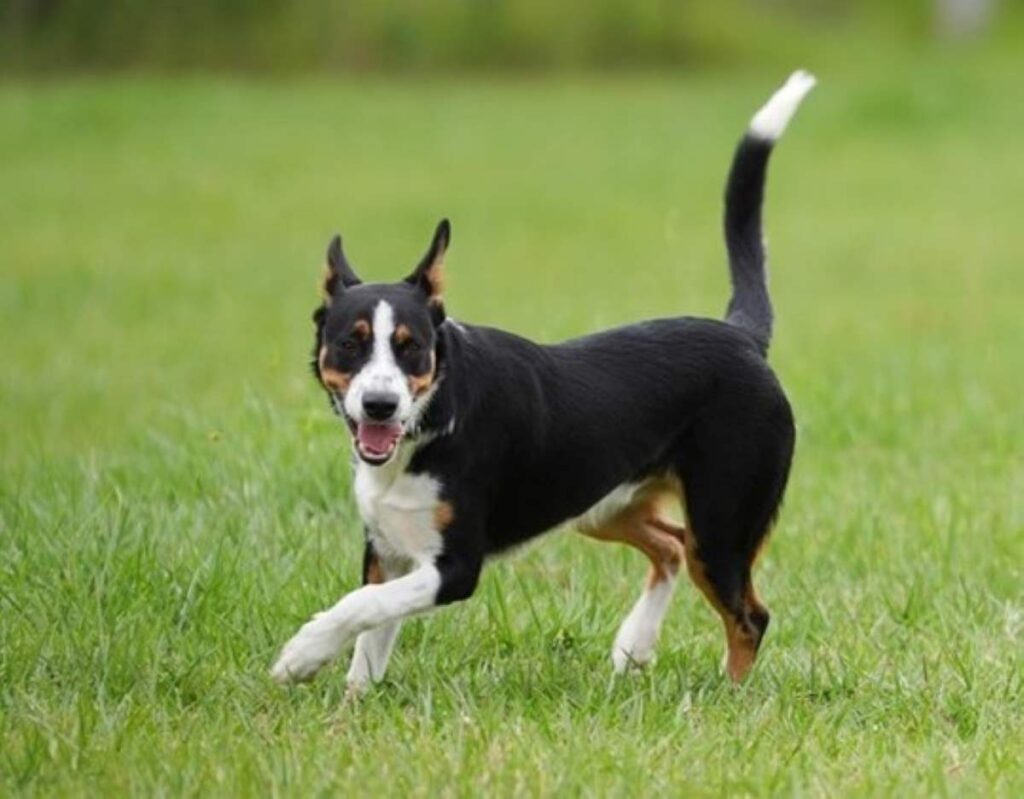 Adopt a pet Ace