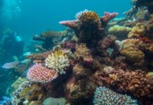 Bundaberg Regional Council has partnered with the Reef Authority for several years to protect and manage the reef and the communities it supports.