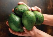Riverking avocado importers visit