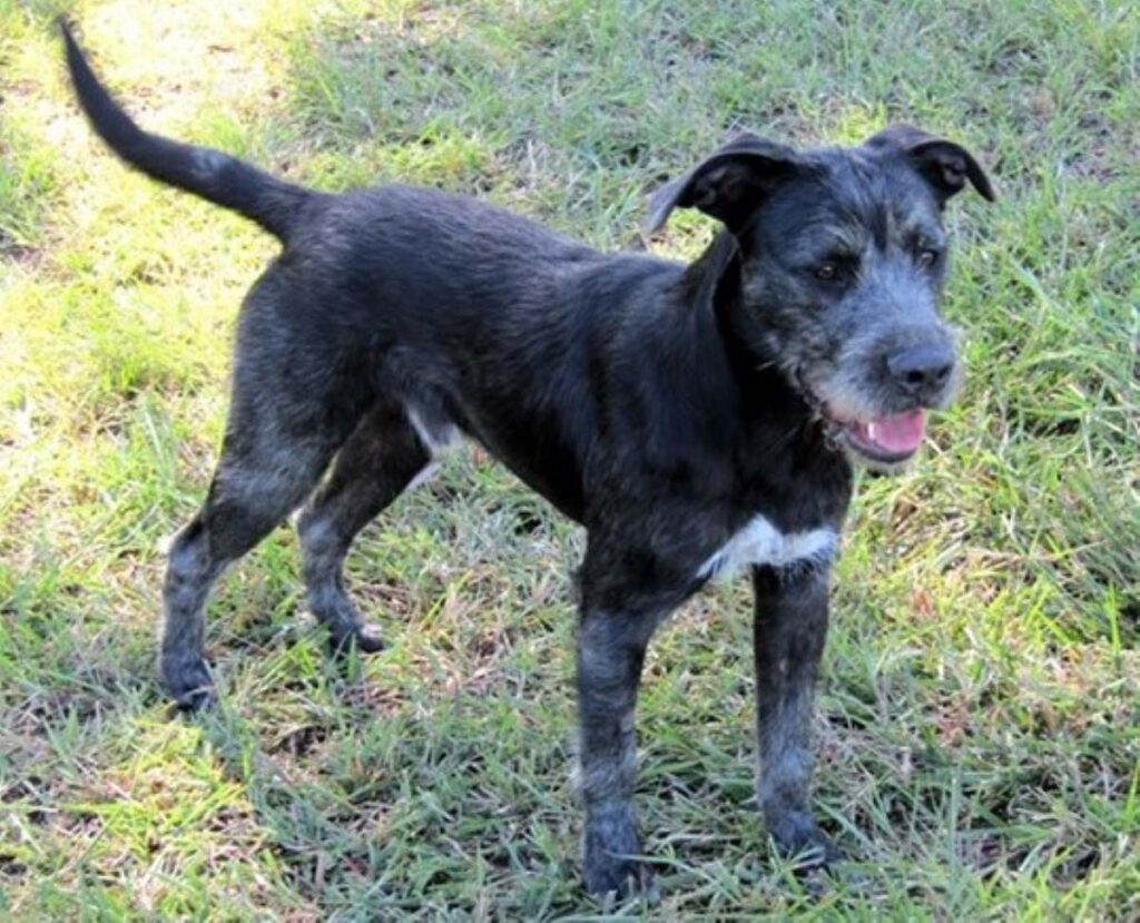 Mr Futz Red Collar Rescue