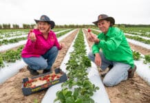 Local Taste Ambassadors Bargara Berries
