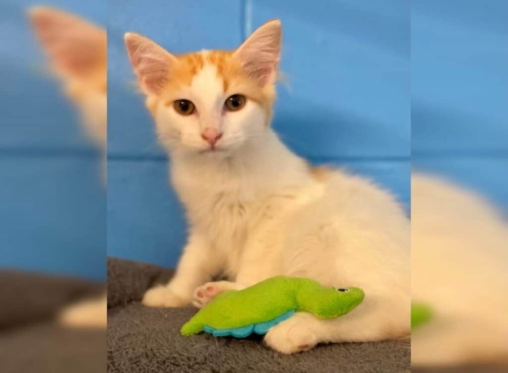 RSPCA Bundaberg Basil