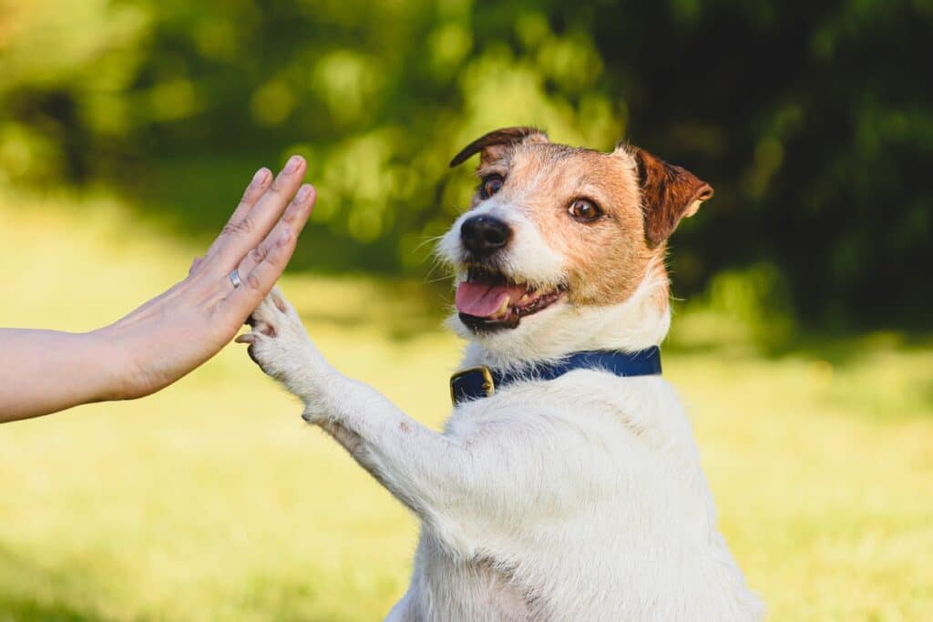 Dog registration renewals