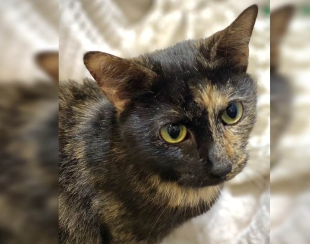 Moet RSPCA Bundaberg