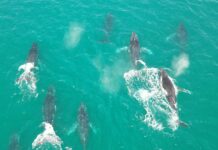 Whale season