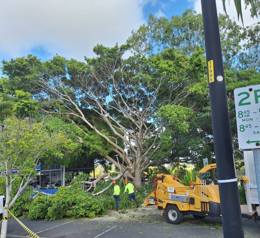 fig tree