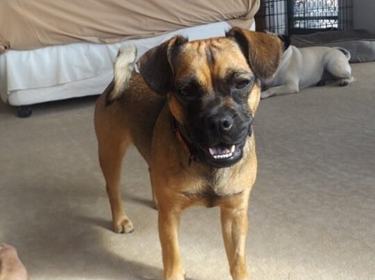 Nova the French Bulldog Cross at Red Collar Rescue.