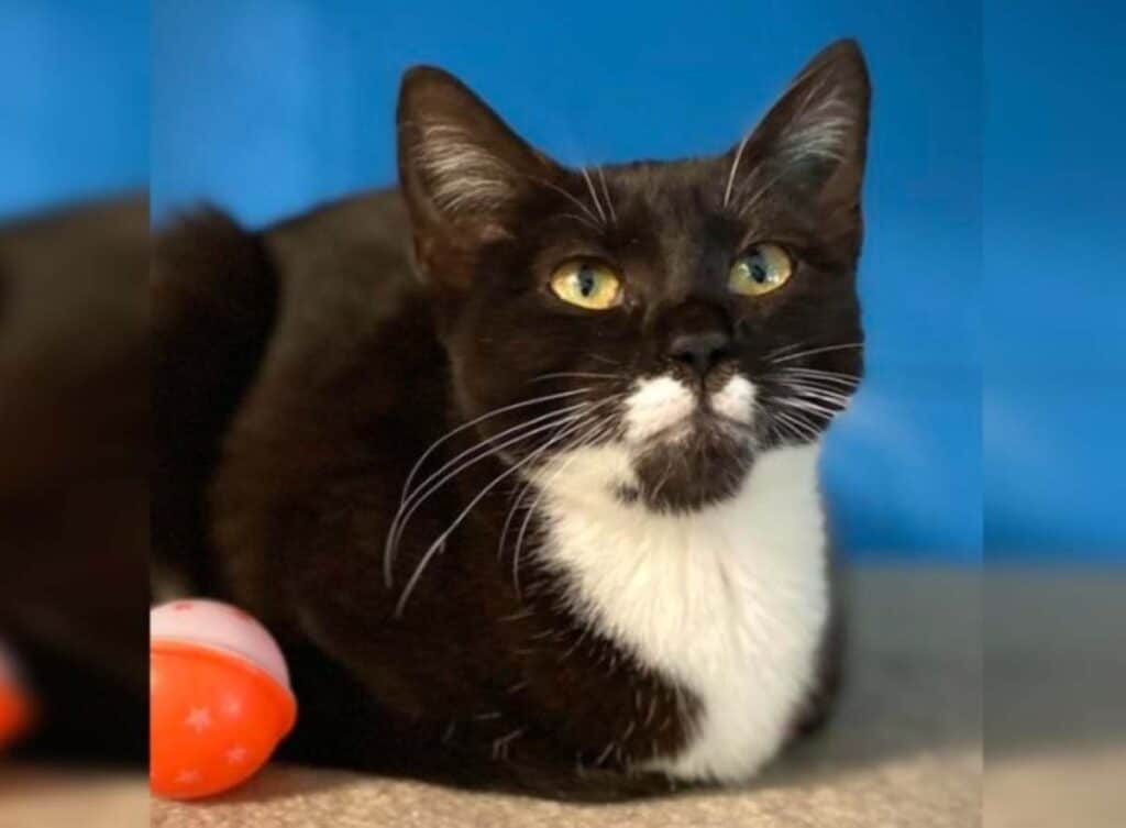 Delilah RSPCA Bundaberg