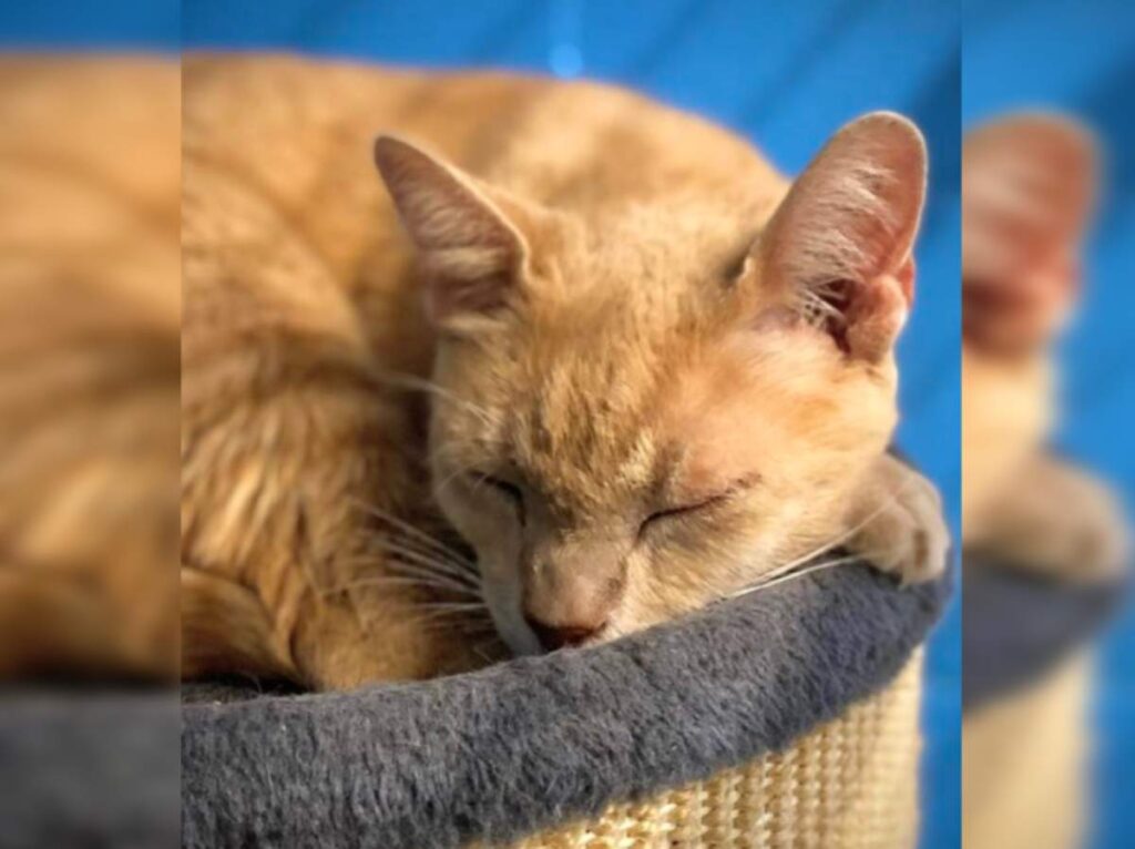 RSPCA Bundaberg