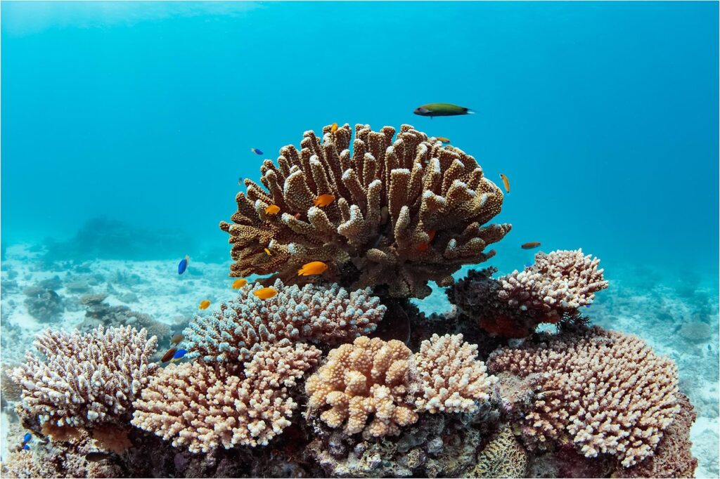 The Great Barrier Reef has been nominated for a Lifetime Achievement Award in the Champions of the Earth environmental awards.