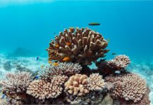 The Great Barrier Reef has been nominated for a Lifetime Achievement Award in the Champions of the Earth environmental awards.