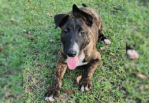 Houston is a three month old Bull Terrier Cross