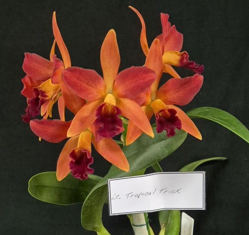 The Bundaberg Orchid Society is once again holding its annual Orchid Show at the Bundaberg Civic Centre from Friday 9 to Sunday 11 May.
