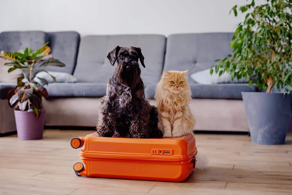 Protect your pets over the holidays – Bundaberg Now