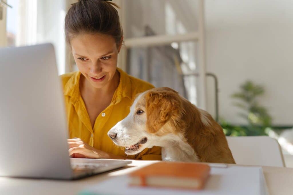 update dog rego details