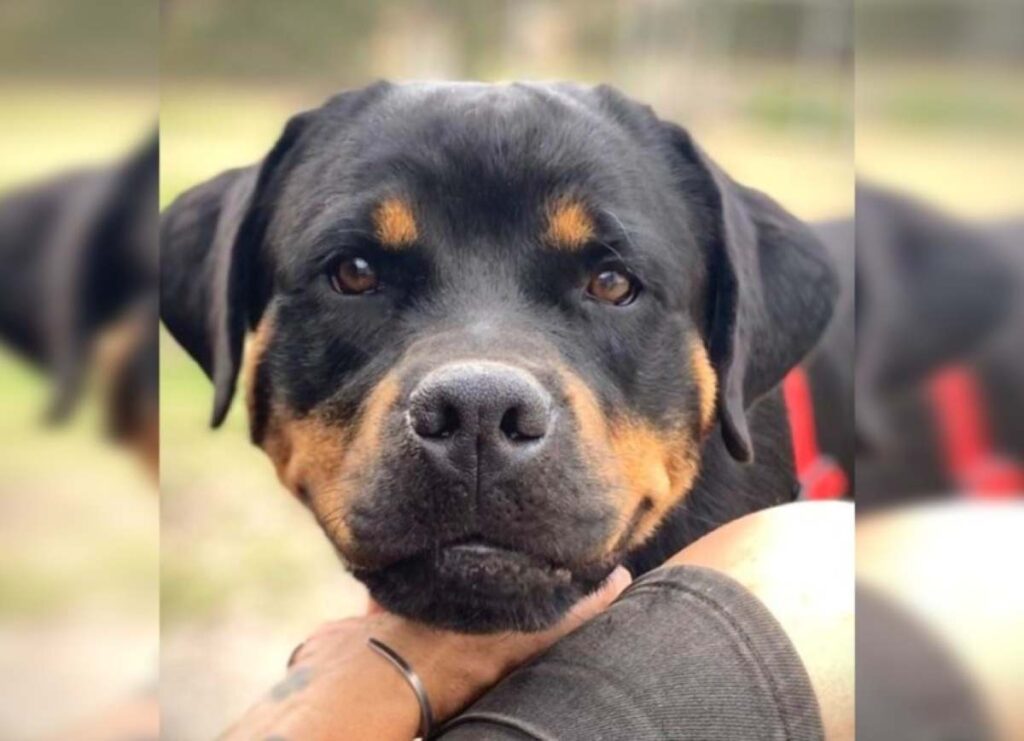 Freya RSPCA Bundaberg