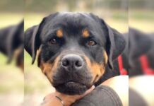 Freya RSPCA Bundaberg