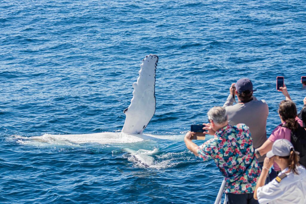 Whale lady musgrave