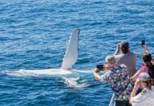 Whale lady musgrave