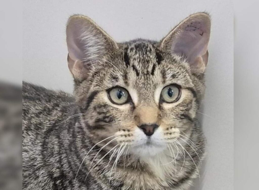 Tom RSPCA Bundaberg