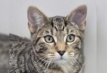 Tom RSPCA Bundaberg