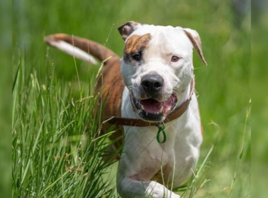 Tonka Red Collar Rescue