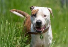 Tonka Red Collar Rescue