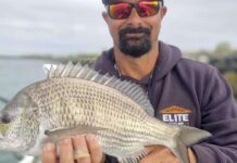 Mammoth bream caught at the annual Big Bream Shootout, find out about this and so much more in this week's fishing report.