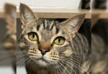 Gypsy is a four year old brown tabby cat available for adoption from RSPCA Bundaberg.