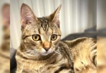 Star is a five-month-old tabby cat available for adoption from RSPCA Bundaberg.