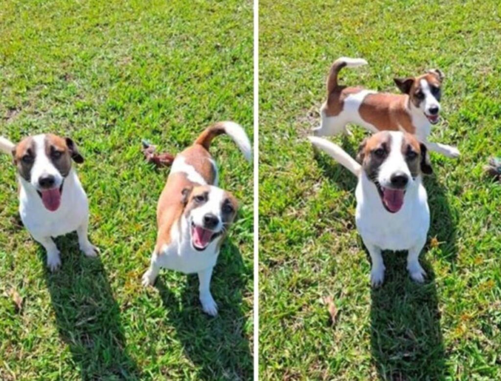 Waldo and Murphy are available for adoption from Red Collar Rescue.