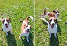 Waldo and Murphy are available for adoption from Red Collar Rescue.