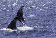 Lady Musgrave Experience’s whale watching began this week with a splash, as guests on were treated to an unforgettable display.
