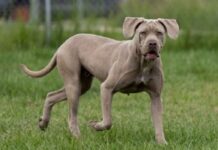 Kasey Red Collar Rescue